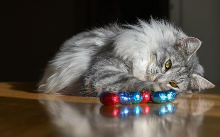 Конфеты для кошек