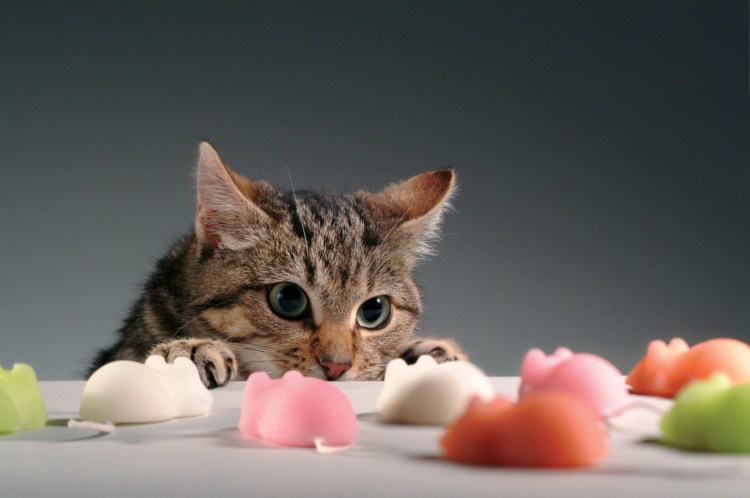 Вкусняшки для кота