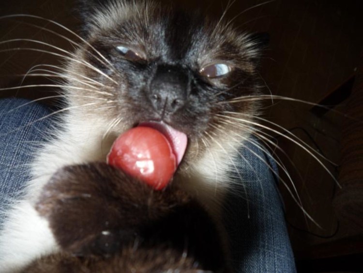 Кот с чупиком