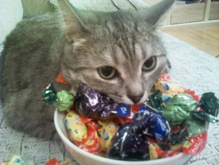 Конфеты для кошек