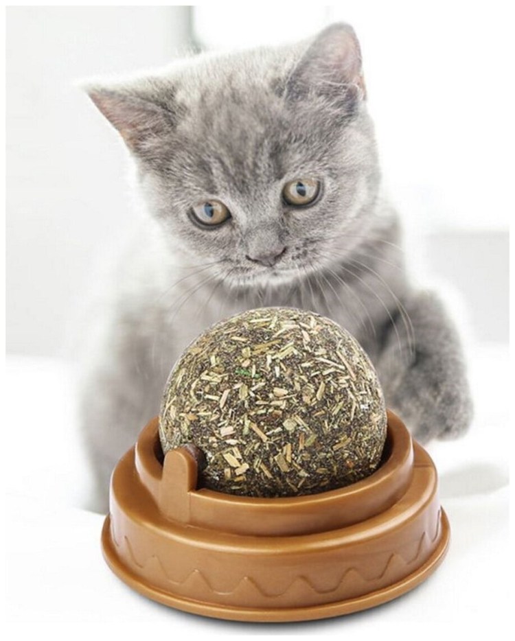 Шарик кошка