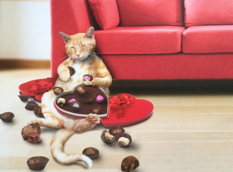 Кот ест конфеты