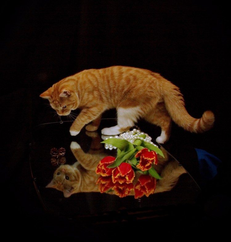 Интересные факты о котах