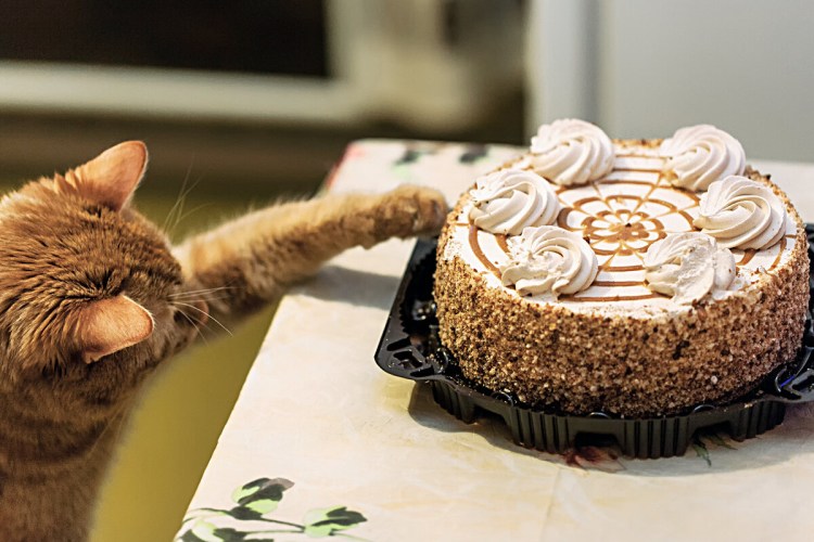 ЛИЗУН «кошка»