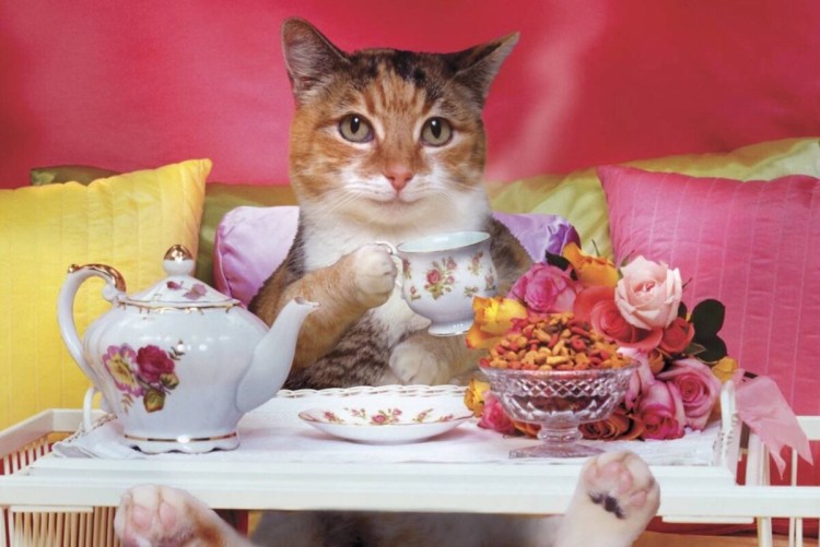 Кот с чашкой чая