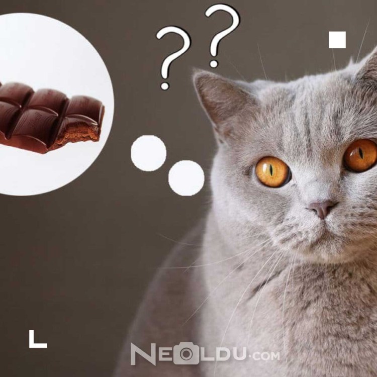 Кошки и сладости