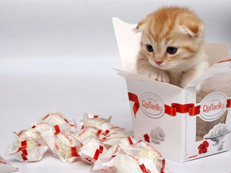 Кот с Рафаэлло