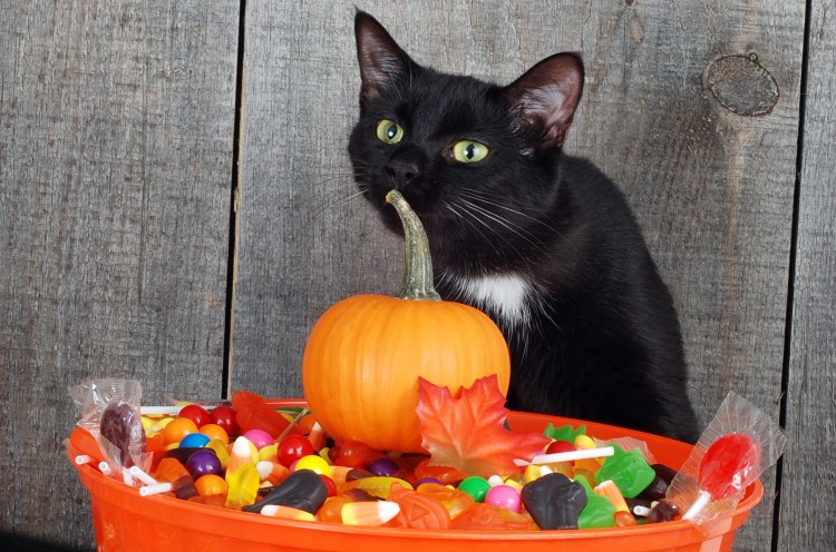 Тыква со сладостями