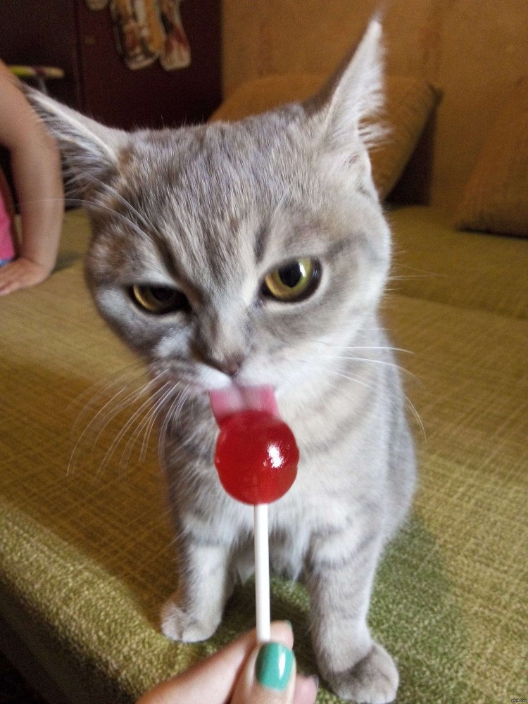 Котик с Чупа чупсом