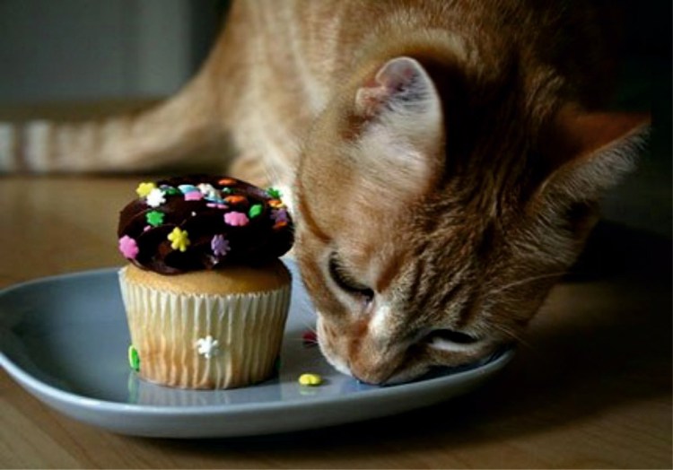 Тортик для котика