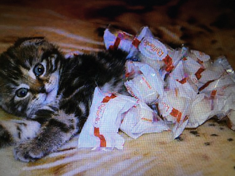 Конфеты для кошек