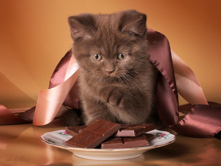 Лиловый бурманский кот