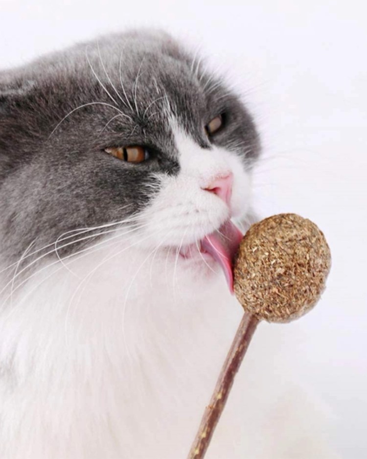 Кофейная живопись котик