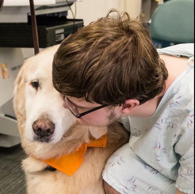 Собака терапевт