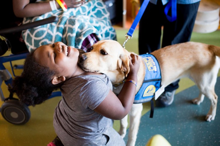 Анималотерапия собаки