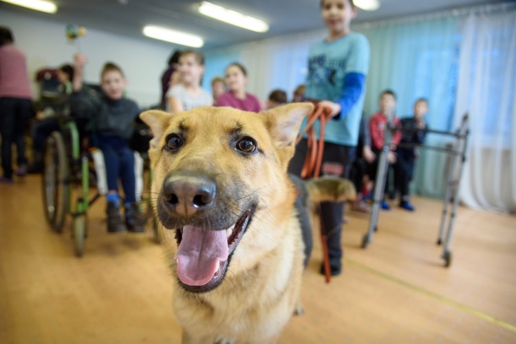Терапевтическая собака