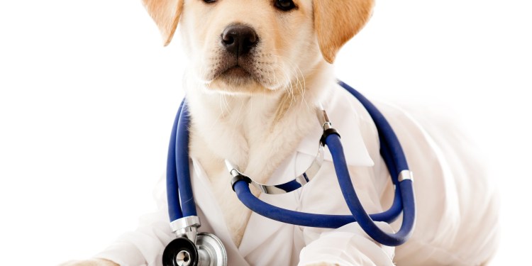 Собака Ветеринария