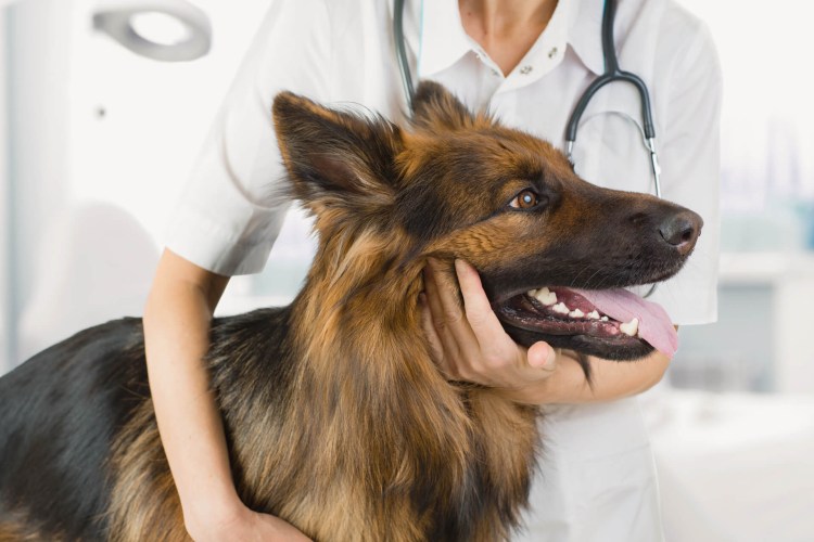 Немецкая овчарка у ветеринара