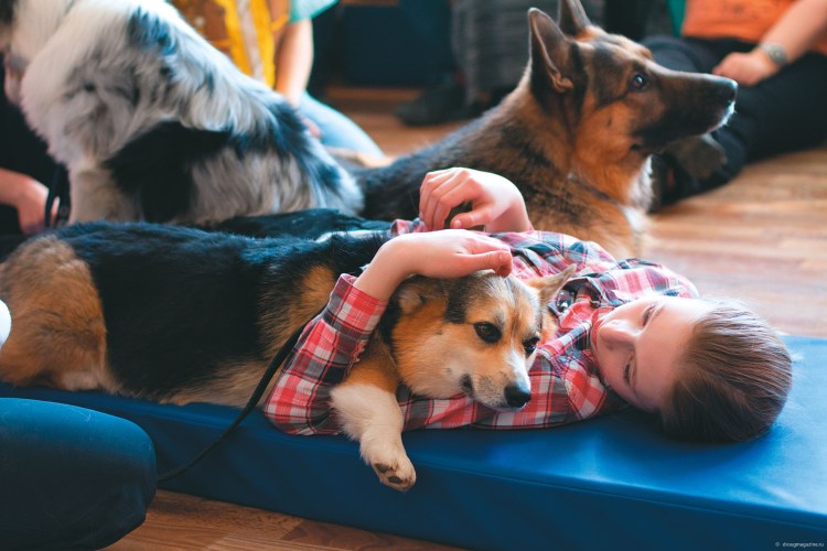 Терапия собаками