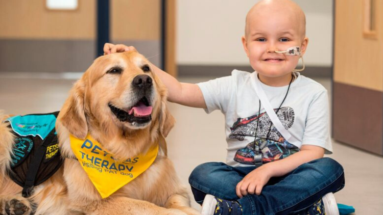 Канистерапия золотистый ретривер