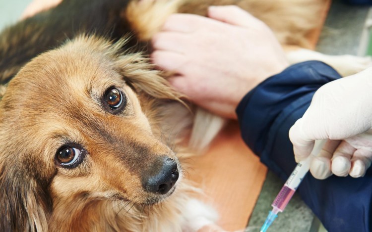 Канистерапия спаниель