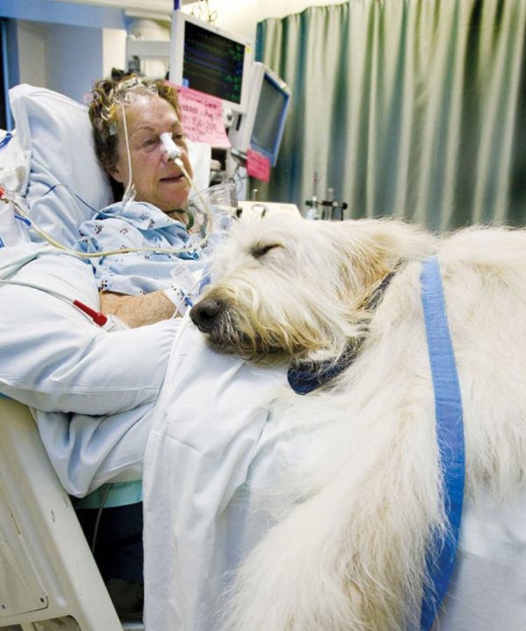 Реклама канистерапия