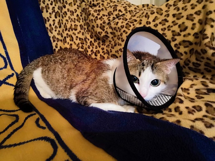 Воротник для котенка