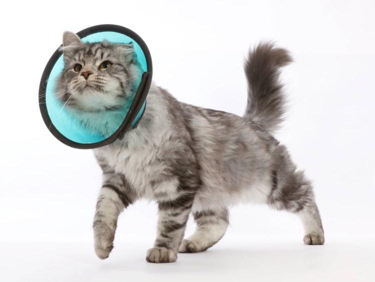 Воротник для кота