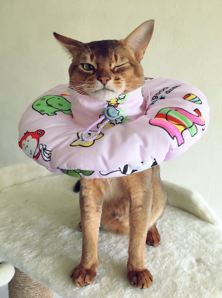 Ветеринарный Елизаветинский воротник