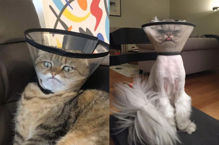 Котик в воротнике