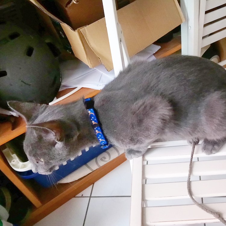 Воротник для кошки