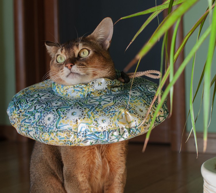 Кошачий воротник