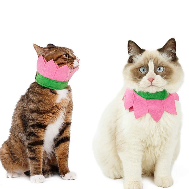 Воротник для кота