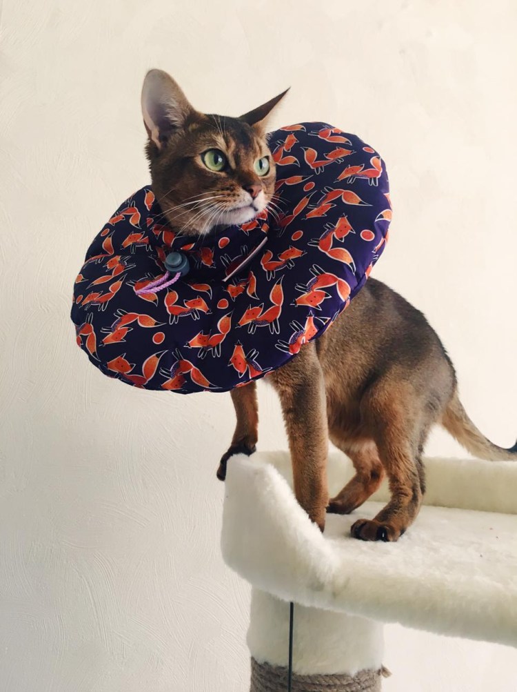 Воротник для кошки после стерилизации