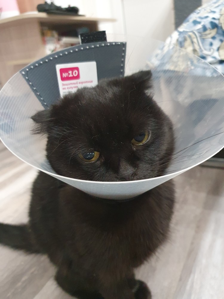 Воротник для кошки