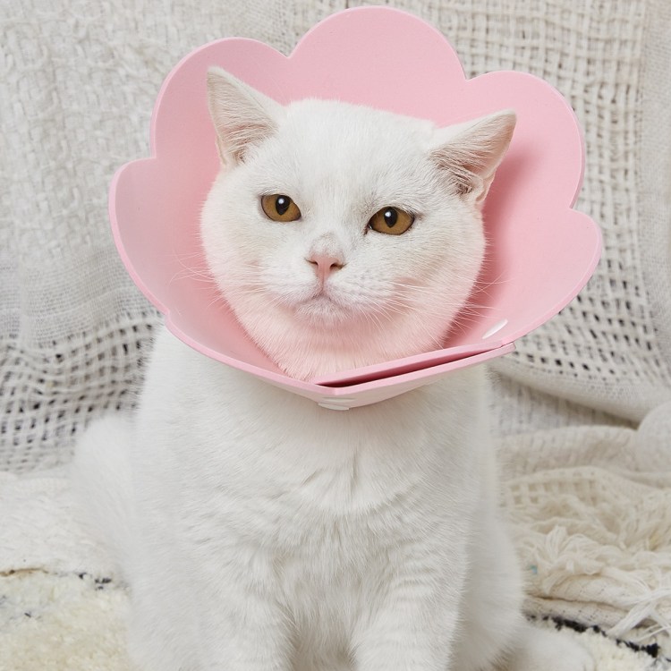 Елизаветинский воротник. Елизаветинский воротник