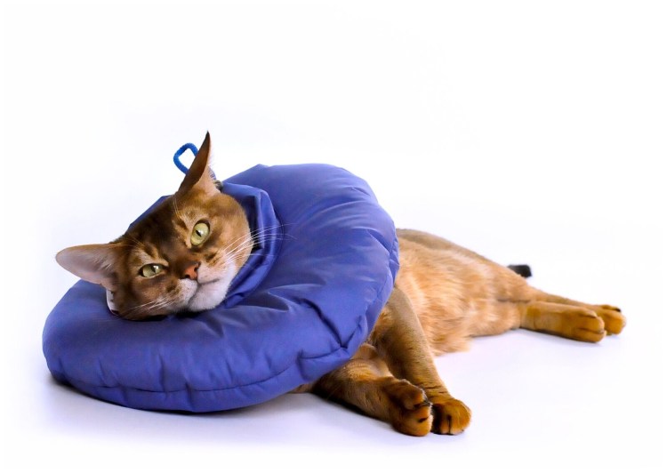 Воротник для кота