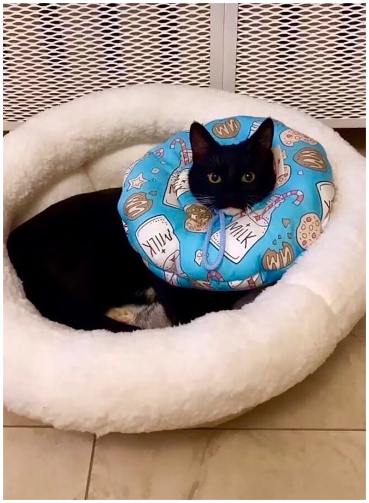 Ветеринарный воротник для кошек