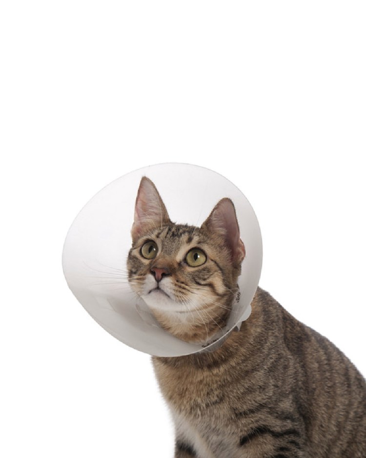 Надувной защитный воротник для кошек