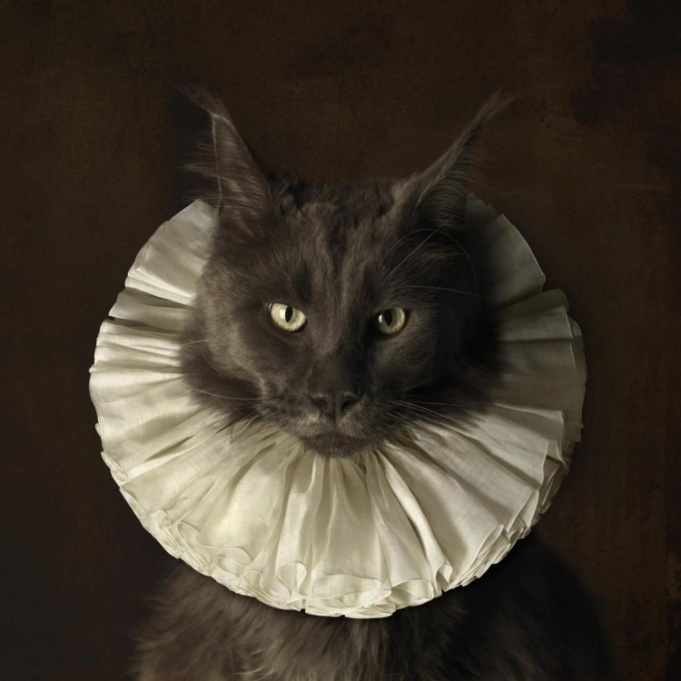 Воротник для кошки