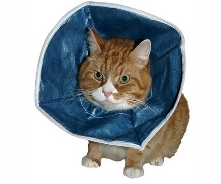 Воротник на шею кошке