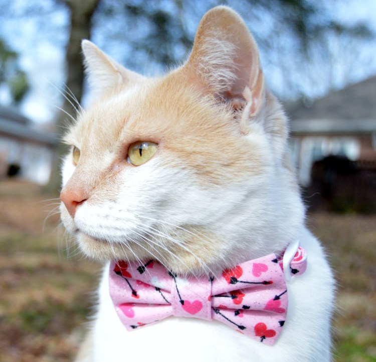 Ветеринарный воротник для кошек