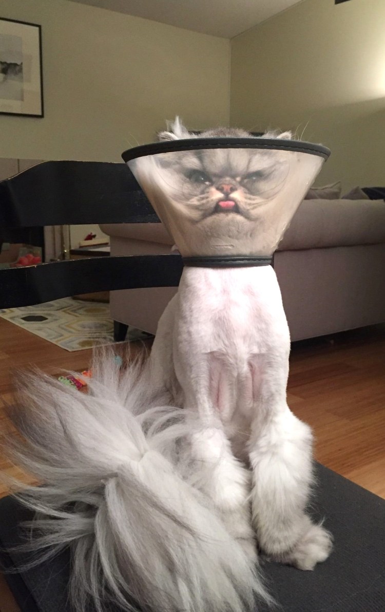 Воротник для кота