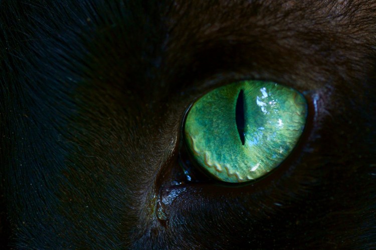 Кошачий глаз 2021 Галактика