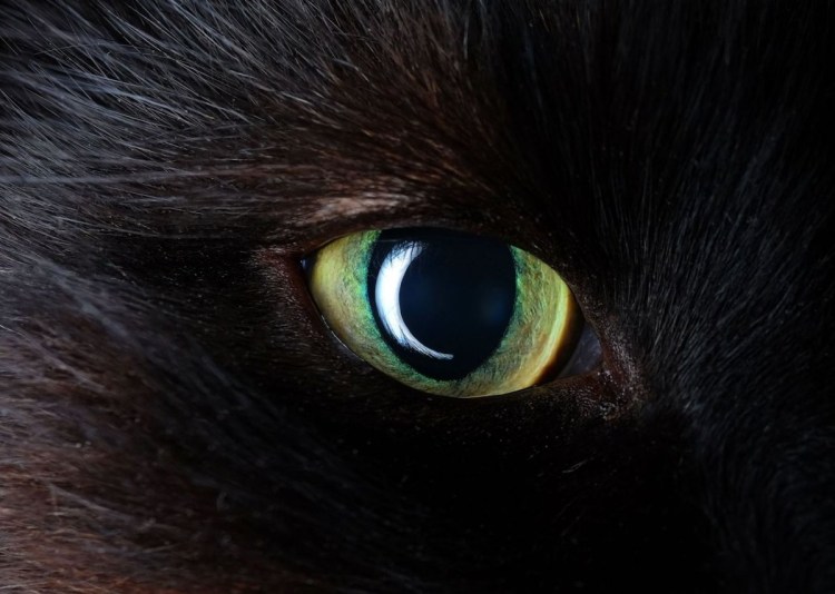 Глаза кошки