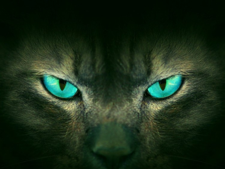 Кошачий глаз 2021 миндаль