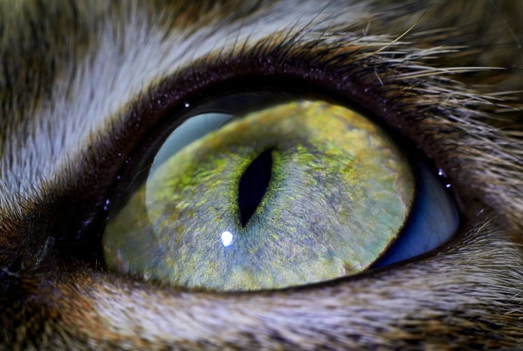 Глаза животных