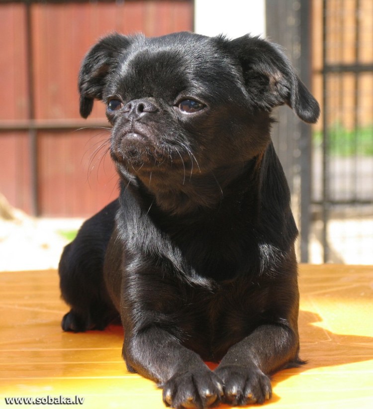 Бельгийский гриффон Пти брабансон