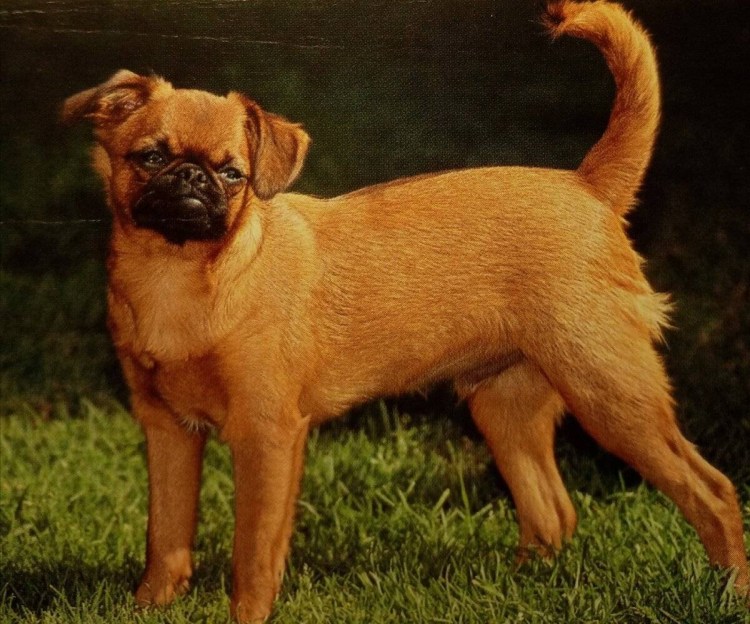 Пти брабансон жесткошерстный