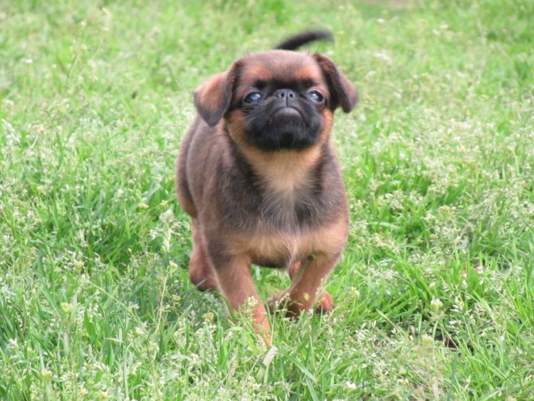 Бельгийский гриффон Пти брабансон